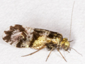 Trichopsocus brincki